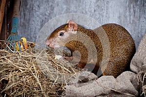 Central American agouti