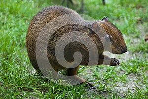 Central American agouti (Dasyprocta punctata)