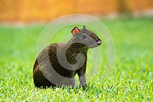 Central American agouti Dasyprocta punctata. Wildlife animal.