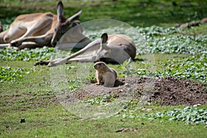 Central American Agouti and Kangaroo in Zoo Olomouc,Czech republic