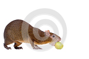 Central American agouti on white