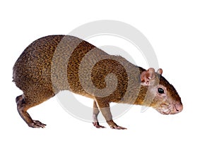 Central American agouti on white photo