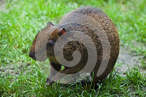 Central American agouti (Dasyprocta punctata)