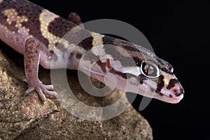 Central American Banded Gecko Coleonyx mitratus