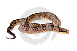 Central American Bushmaster Snake Looking To Side photo