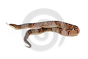 Central American Bushmaster Snake Moving Away photo
