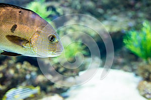 Central American fish cichlid