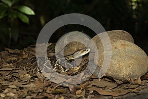 Central American Rattlesnake in Costa Rica jungle