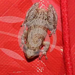 Central american snouted tree frog on a red reusable shopping bag