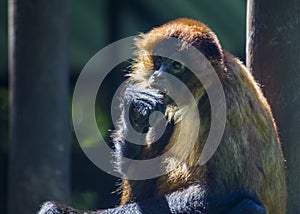 Central American squirrel monkey Saimiri oerstedii