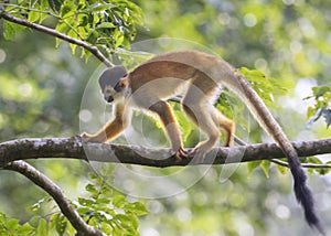 Central American squirrel monkey, Saimiri oerstedii