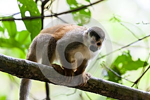 Central American squirrel monkey - Saimiri oerstedii