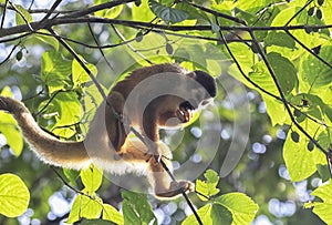 Central American squirrel monkey, Saimiri oerstedii