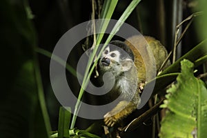 Central American squirrel monkey (Saimiri oerstedii) photo