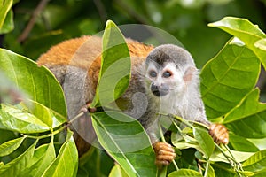 Central American squirrel monkey, Saimiri oerstedii, Quepos, Costa Rica wildlife