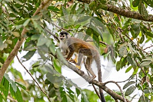 Central American squirrel monkey, Saimiri oerstedii, Quepos, Costa Rica wildlife