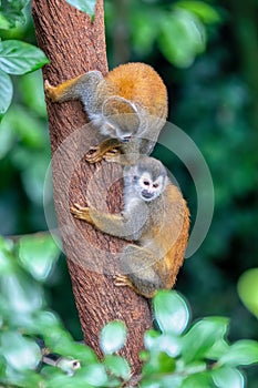 Central American squirrel monkey, Saimiri oerstedii, Quepos, Costa Rica wildlife