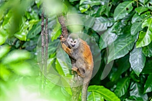 Central American squirrel monkey, Saimiri oerstedii, Quepos, Costa Rica wildlife