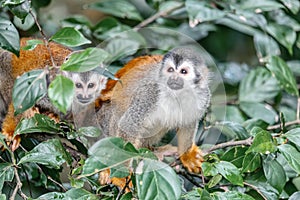 Central American squirrel monkey, Saimiri oerstedii, Quepos, Costa Rica wildlife