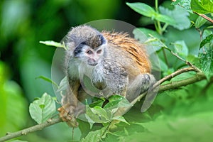 Central American squirrel monkey, Saimiri oerstedii, Quepos, Costa Rica wildlife