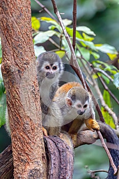 Central American squirrel monkey, Saimiri oerstedii, Quepos, Costa Rica wildlife