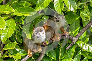 Central American squirrel monkey, Saimiri oerstedii, Quepos, Costa Rica wildlife