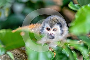 Central American squirrel monkey, Saimiri oerstedii, Quepos, Costa Rica wildlife