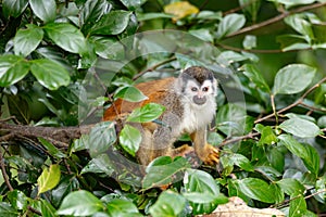 Central American squirrel monkey, Saimiri oerstedii, Quepos, Costa Rica wildlife