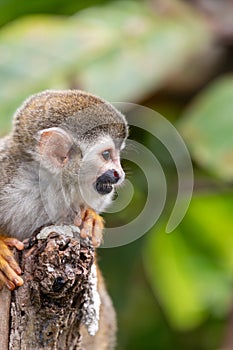 Central American squirrel monkey, Saimiri oerstedii, Quepos, Costa Rica wildlife