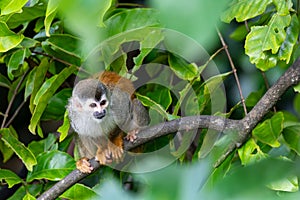 Central American squirrel monkey, Saimiri oerstedii, Quepos, Costa Rica wildlife