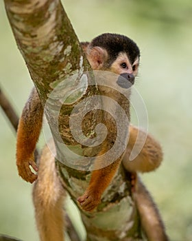 Central American squirrelmonkey relaxing in a tree