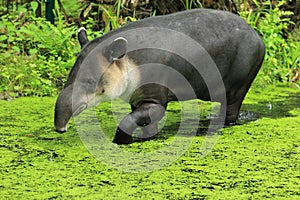 Central american tapir