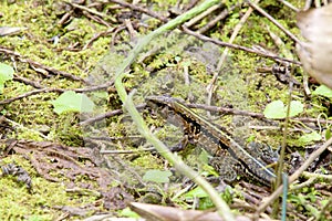 Central American Whiptail    839939