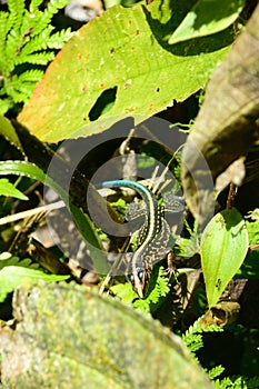 Central American Whiptail Lizard