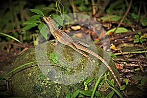 Central American Whiptail Lizard in Manuel Antonio National Park, Costa Rica.