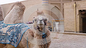 Central Asian camel on the street of an ancient city