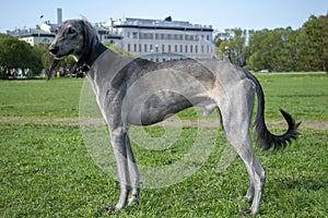 Central Asian Greyhound stands on the green grass on a sunny day. Rest after a long journey.