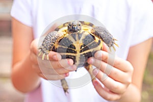 Central Asian land turtle in the hands of a child looks at the camera.