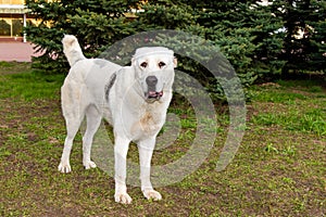 Central Asian Ovcharka left side.