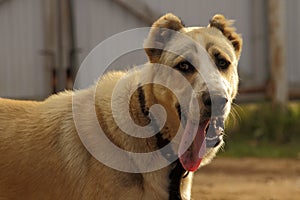 Central Asian Ovtcharka