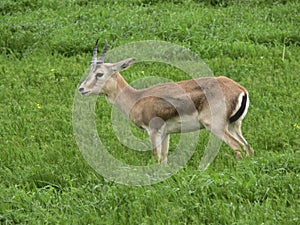a picture of a gazelle standing in a beautiful blue fiel photo