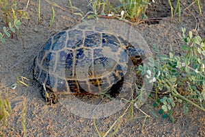 Central Asian sand turtle desert