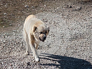 Central Asian shepherd-Alabai Turkmen wolfhound on the move. Alabai shepherd dog go to camera