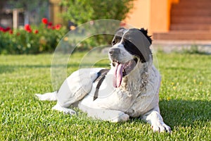 Central Asian Shepherd Dog