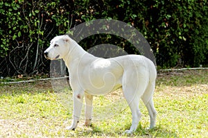 Central Asian Shepherd Dog