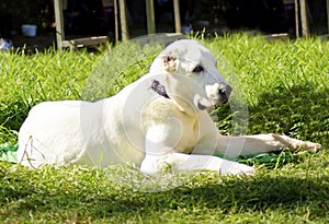 Central Asian Shepherd Dog