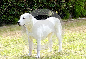 Central Asian Shepherd Dog