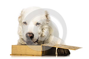 Central Asian Shepherd Dog