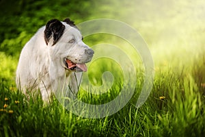 The Central Asian Shepherd Dog on green grass. Springtime.