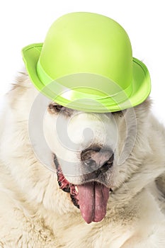 Central Asian Shepherd Dog with a gren hat